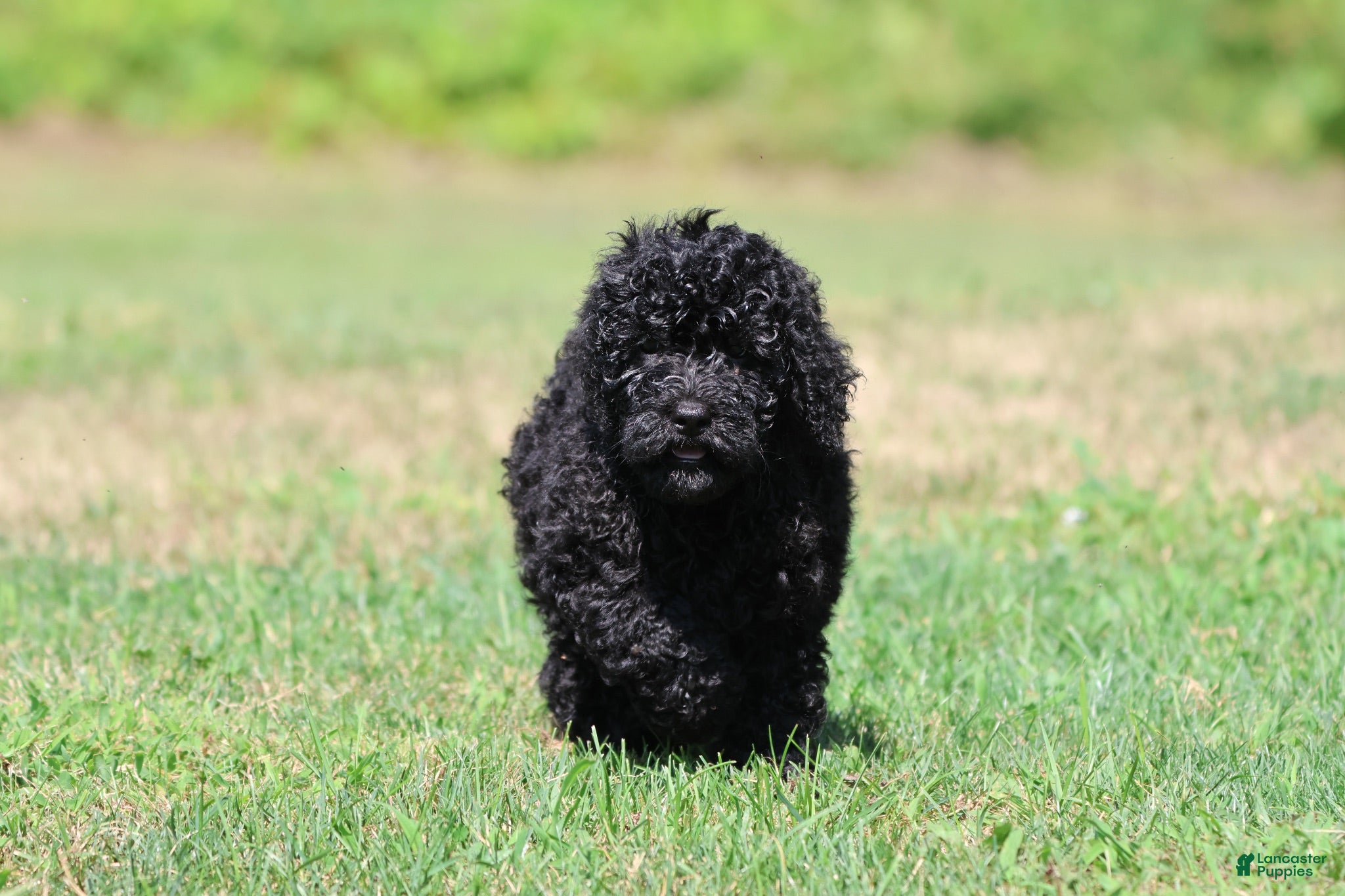 Mini Bernedoodle dogs Raven - Ad 2