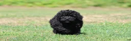 Mini Bernedoodle dogs for sale: Raven - Ad 2