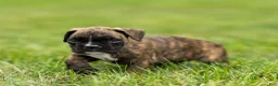 Boxer dogs for sale: Larry Boxer Puppy  - Ad 6