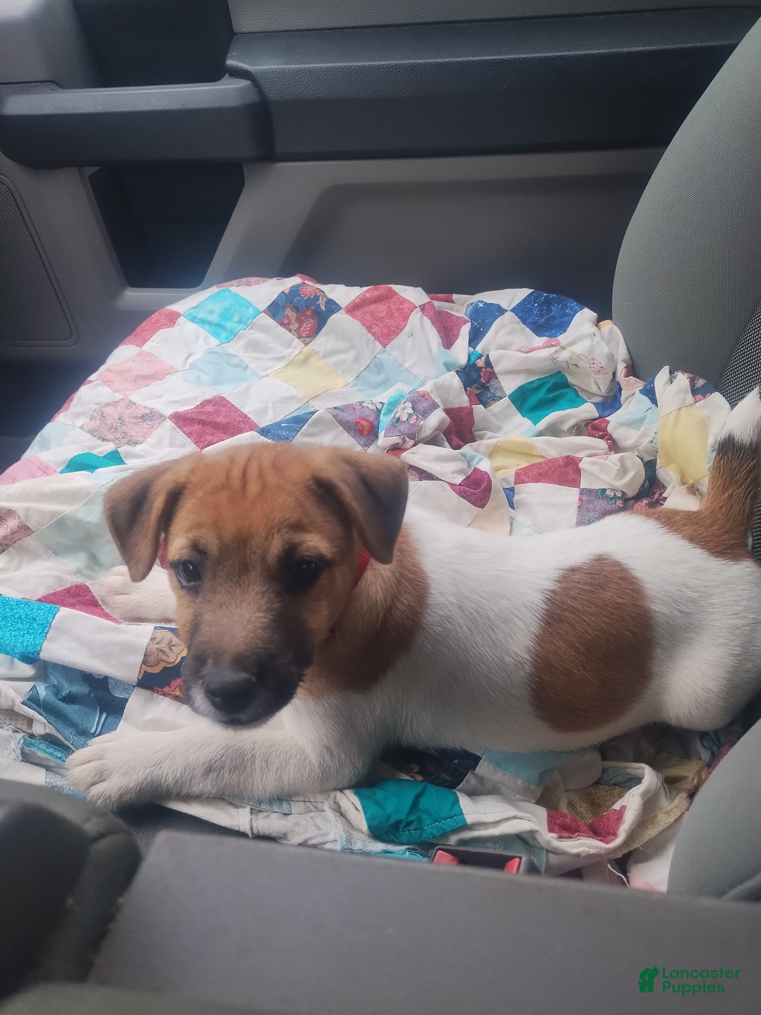 Jack Russell Terrier dogs Jack Russell Terrier 3 - Ad 1