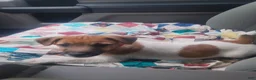 Jack Russell Terrier dogs for sale: Jack Russell Terrier 3 - Ad 1