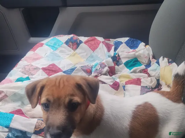 Jack Russell Terrier dogs for sale: Jack Russell Terrier 3 - Ad 1