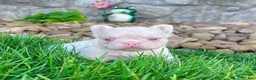 French Bulldog dogs for sale: Ace Pink - Ad 2