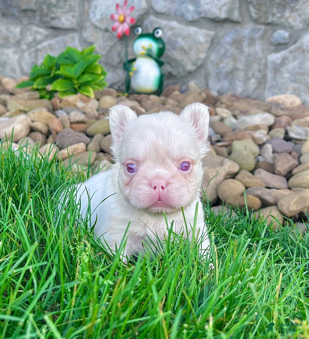 French Bulldog dogs for sale: Ace Pink - Ad 2