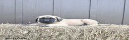 English Mastiff dogs for sale: Merlin - Ad 4
