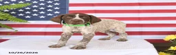 German Shorthaired Pointer dogs for sale: Tessa - Ad 4