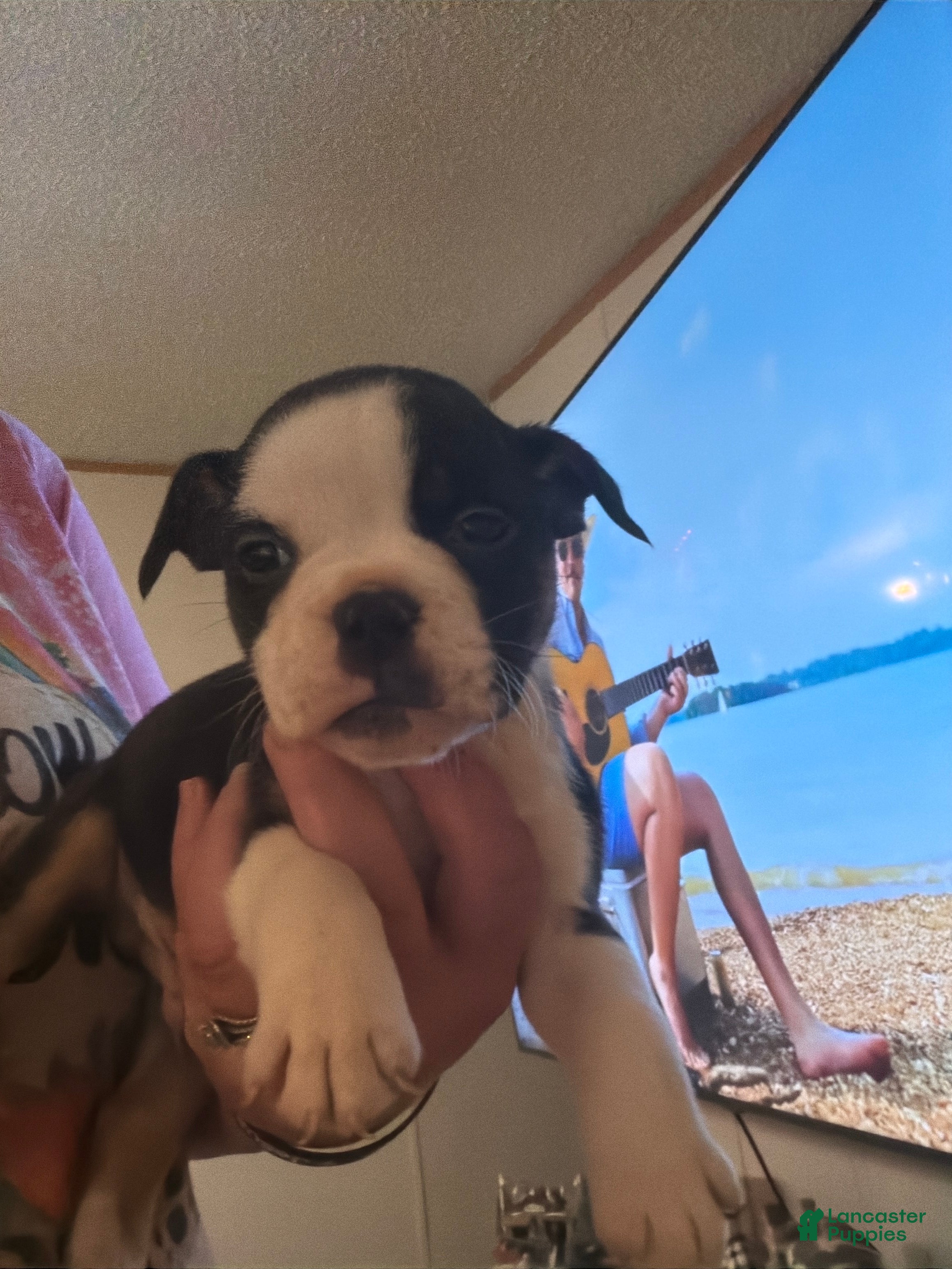Olde English Bulldogge dogs Olde English Bulldogge Puppy 5 - Ad 26
