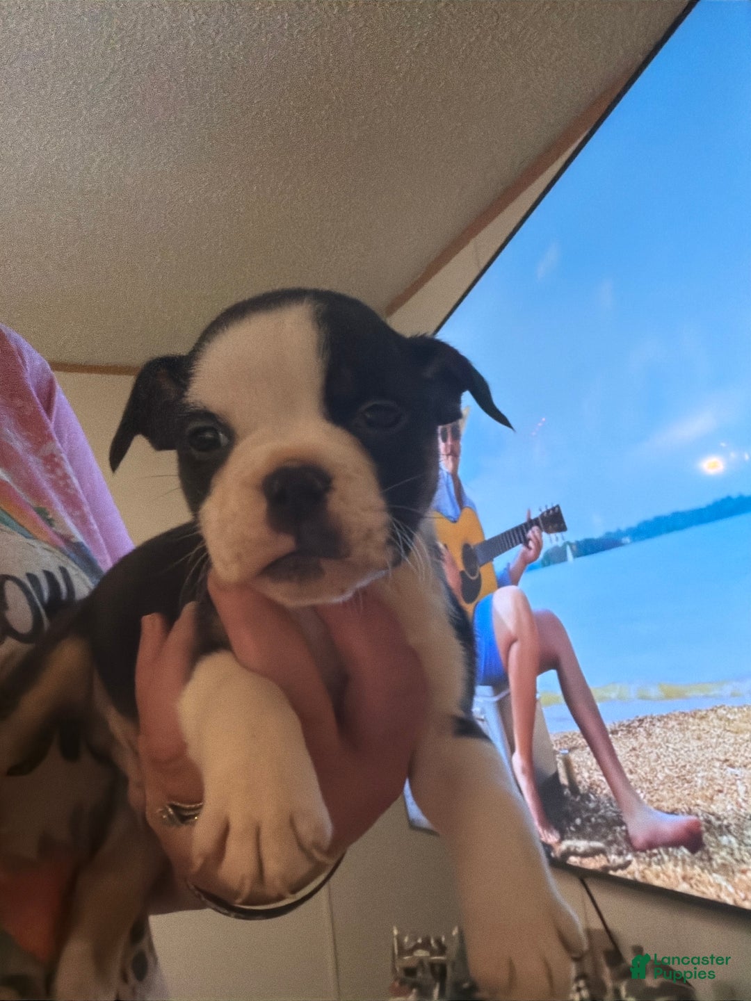 Olde English Bulldogge dogs for sale: Olde English Bulldogge Puppy 5 - Ad 1