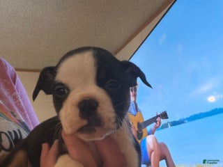 Olde English Bulldogge dogs Olde English Bulldogge Puppy 5 - Ad 39