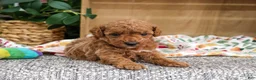 Miniature Poodle dogs for sale: Athena - Ad 4