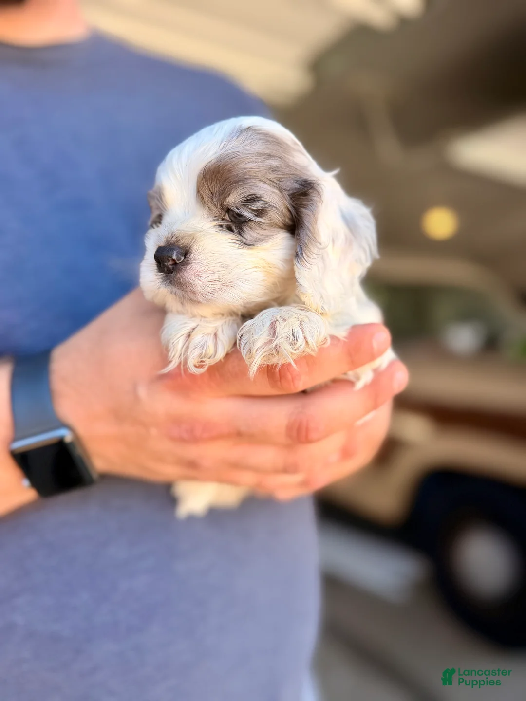 Cocker Spaniel dogs for sale: Rocky - Ad 2