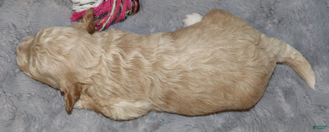 Havapoo dogs for sale: Annabelle Toy/M.👨‍👨‍👦‍👦💞🐕 - Ad 19