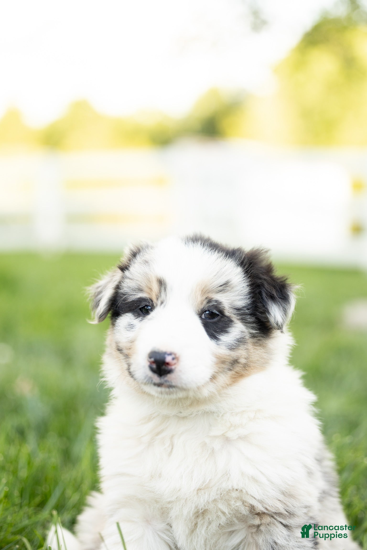 Mixed Breed dogs for sale: Max - Ad 3