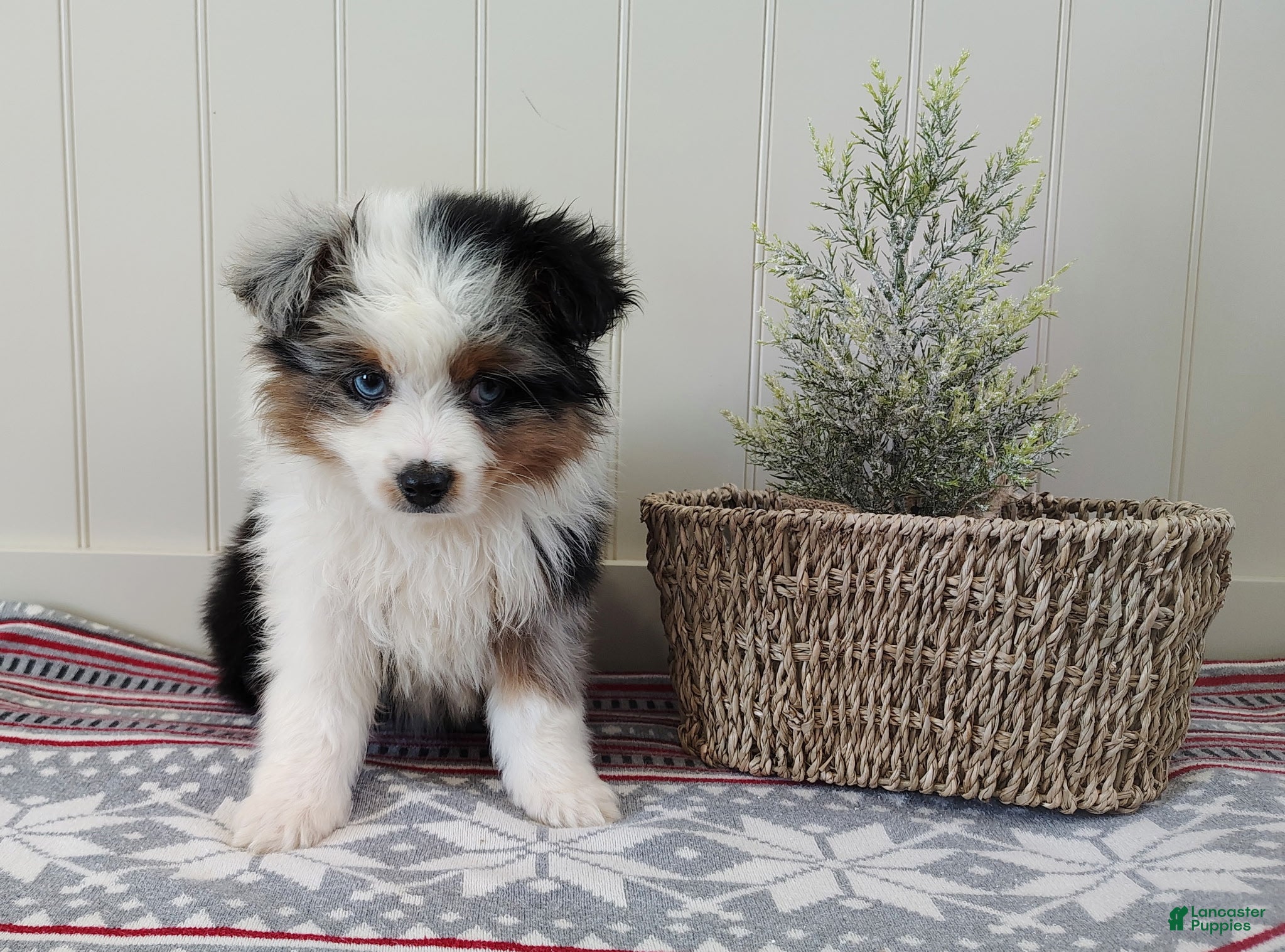 Miniature Australian Shepherd dogs Daisy  - Ad 22