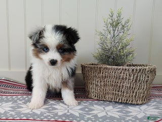 Miniature Australian Shepherd dogs Daisy - Ad 5