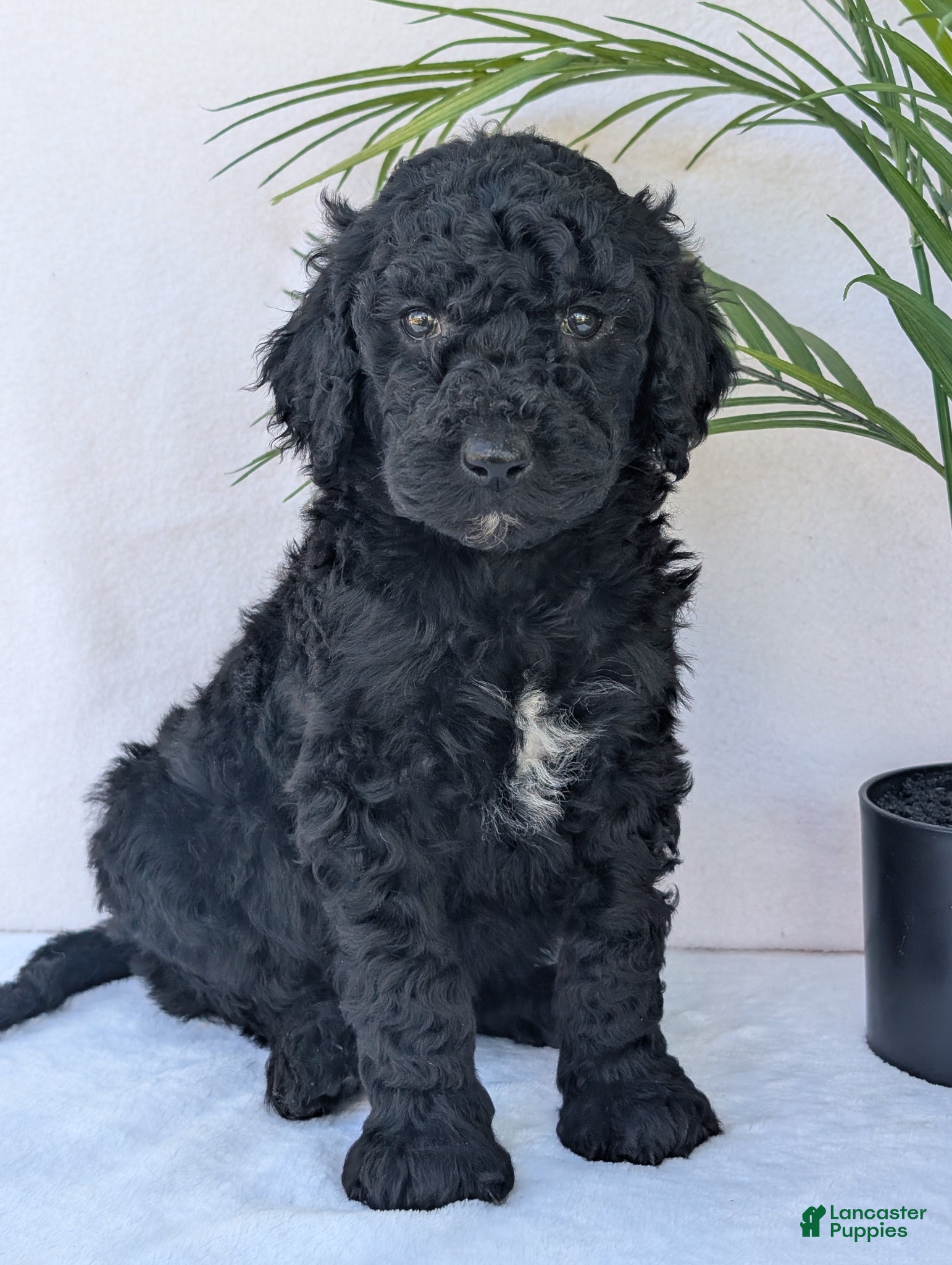 Goldendoodle dogs Chloe - Ad 1