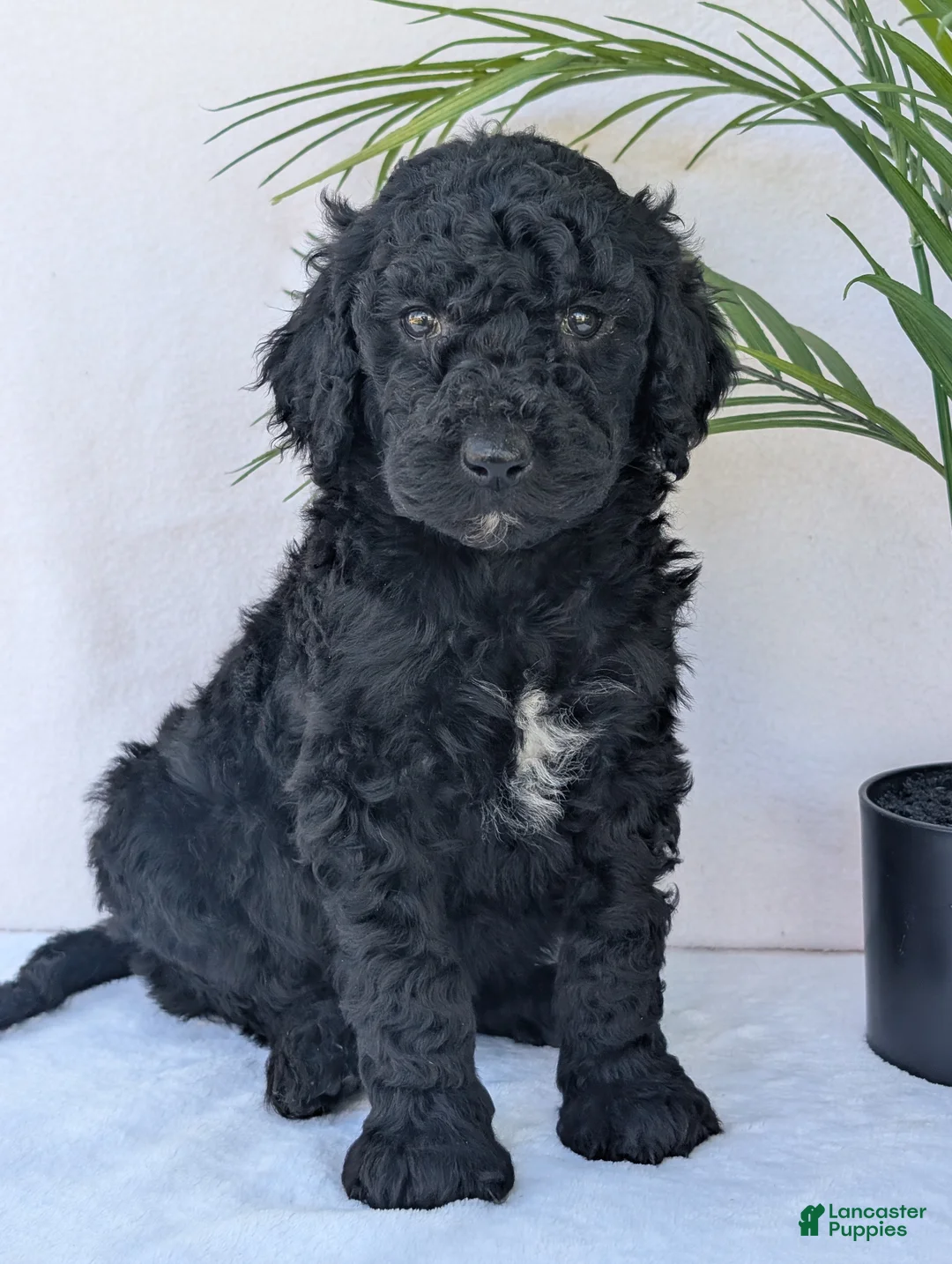 Goldendoodle dogs for sale: Chloe - Ad 1