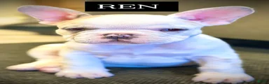 French Bulldog Puppy 2 - Ren