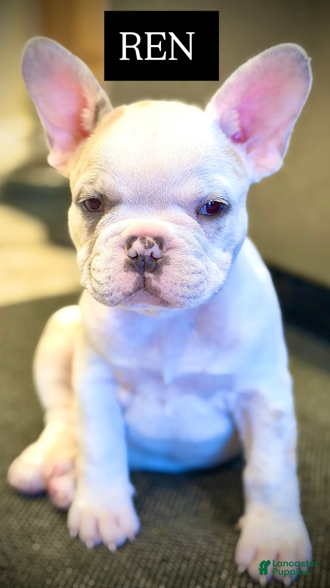 French Bulldog dogs for sale: French Bulldog Puppy 2 - Ren - Ad 1