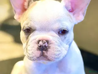 French Bulldog dogs for sale: French Bulldog Puppy 2 - Ren - Ad 1