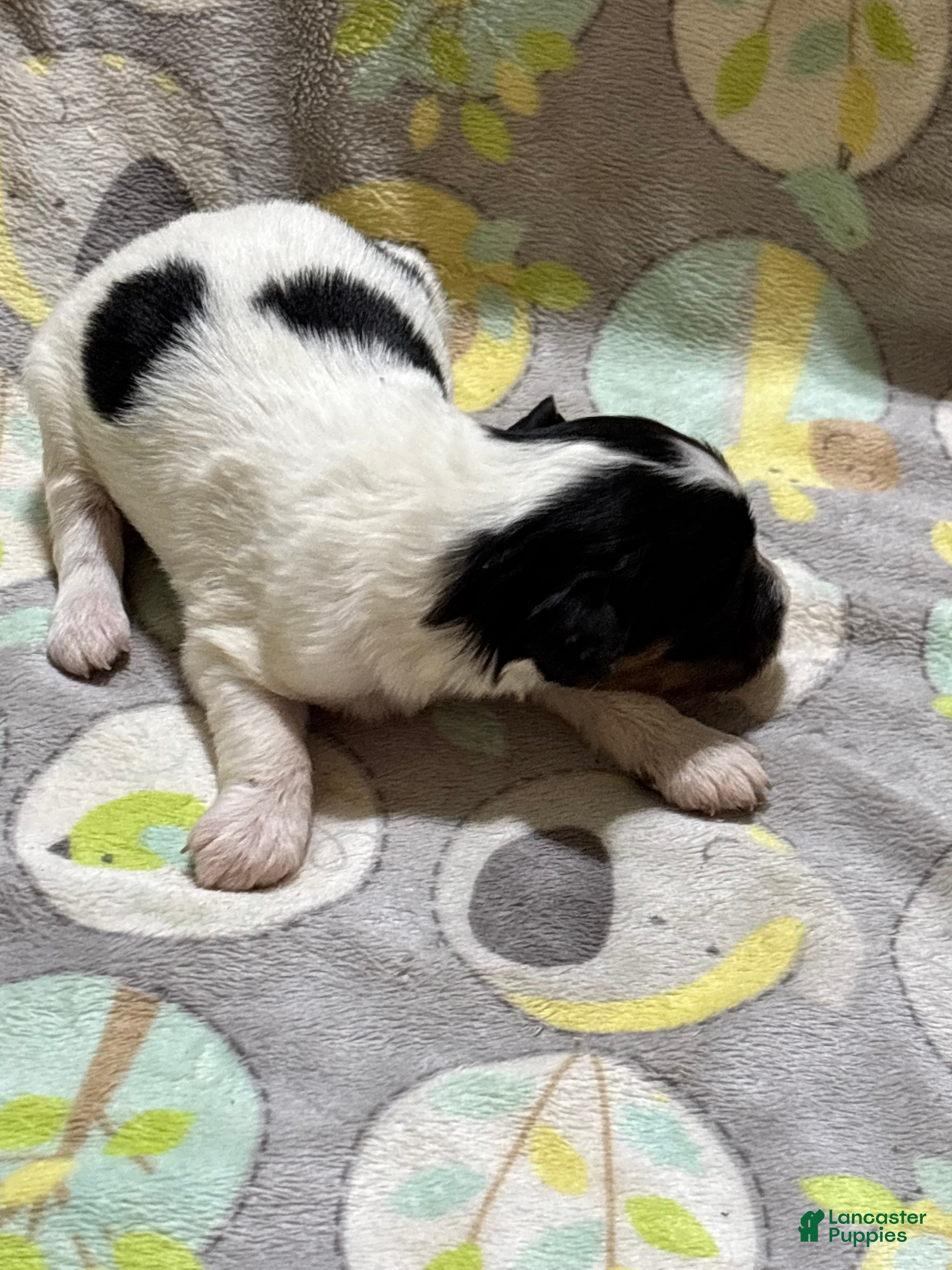 Mini Aussiedoodle dogs Jelly bean - Ad 2