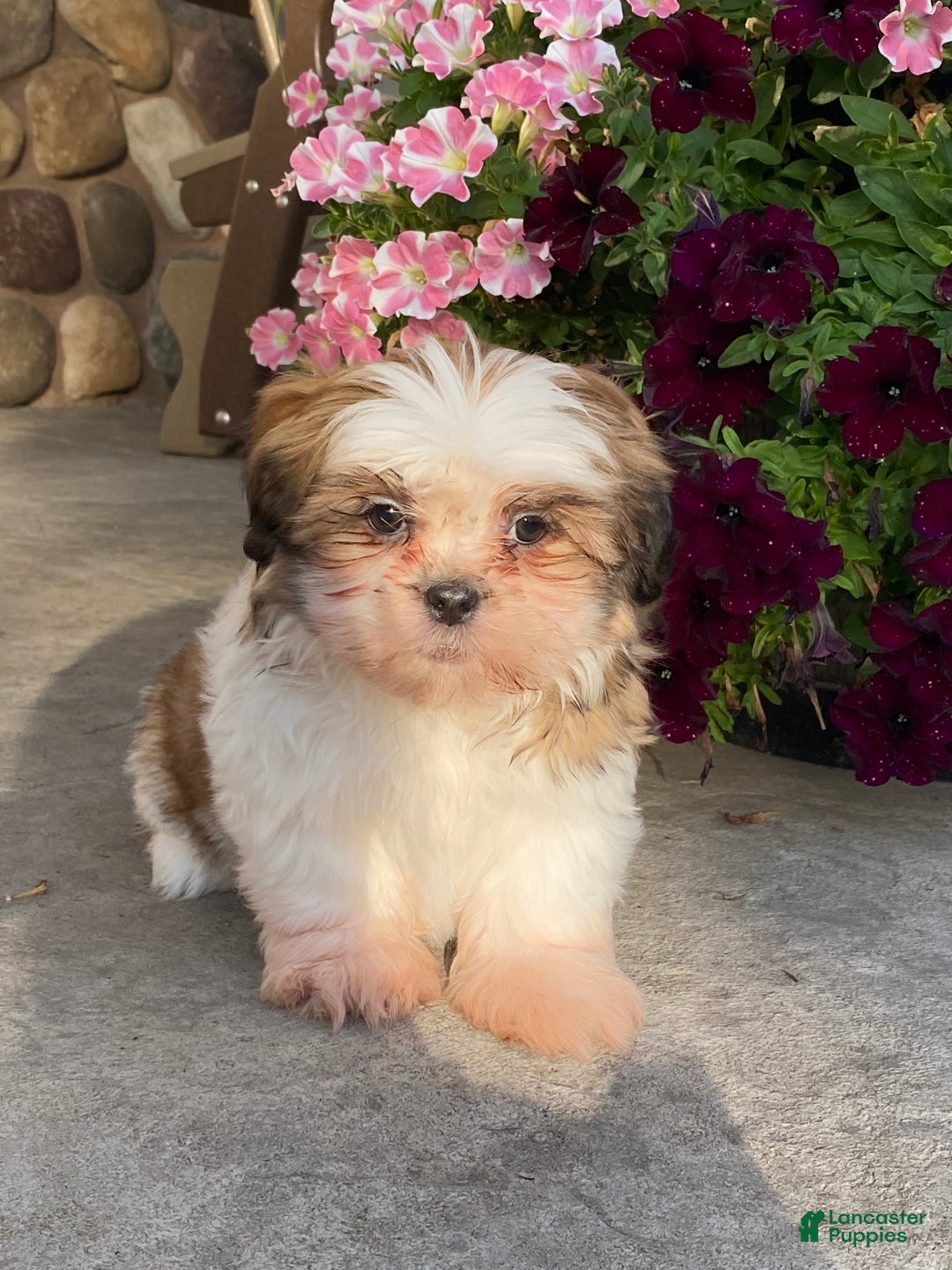 Shih Tzu dogs for sale: Sandy - Ad 2