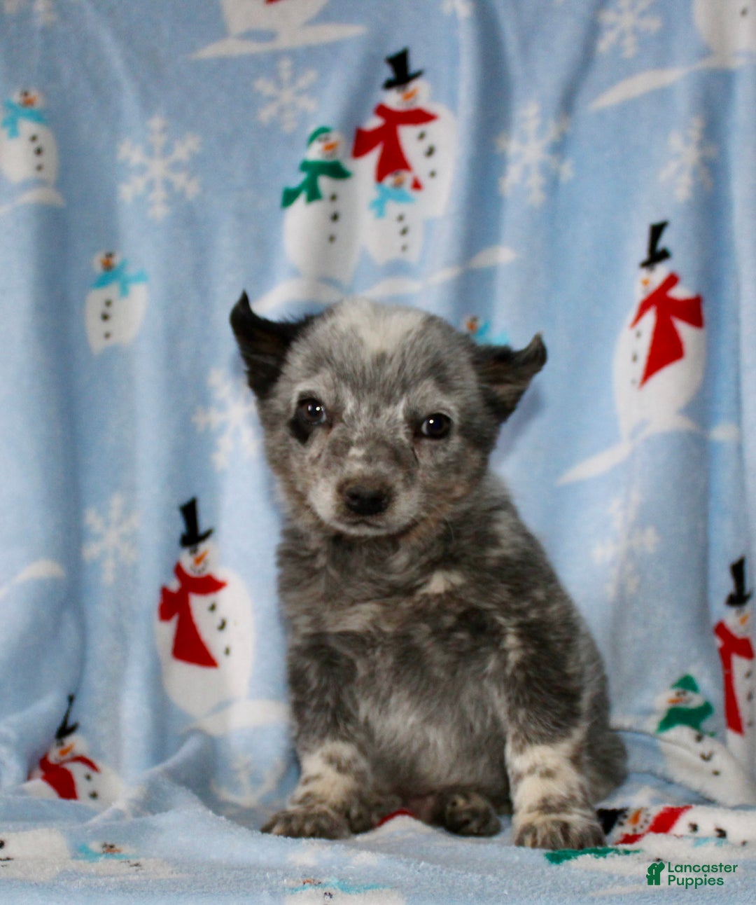 Australian Cattle Dog dogs for sale: Rocky - Ad 1