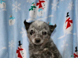 Australian Cattle Dog dogs Rocky - Ad 21