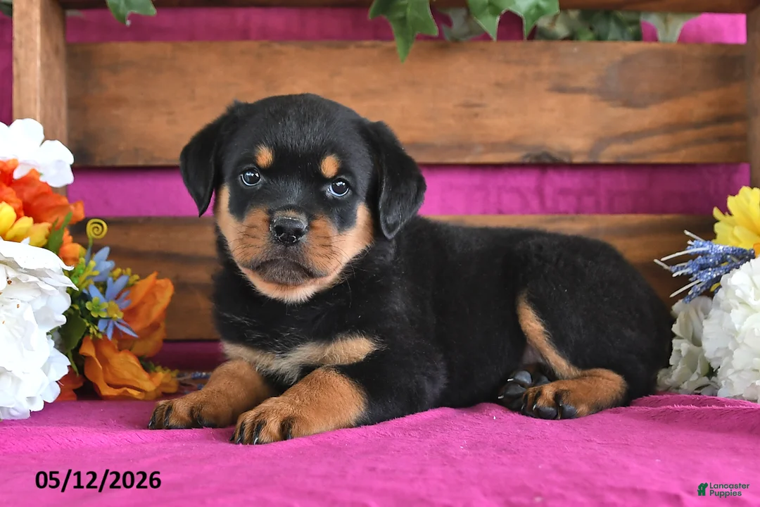 Rottweiler dogs for sale: Natasha - Ad 2