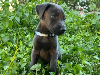 Mixed Breed dogs Light blue - Ad 9