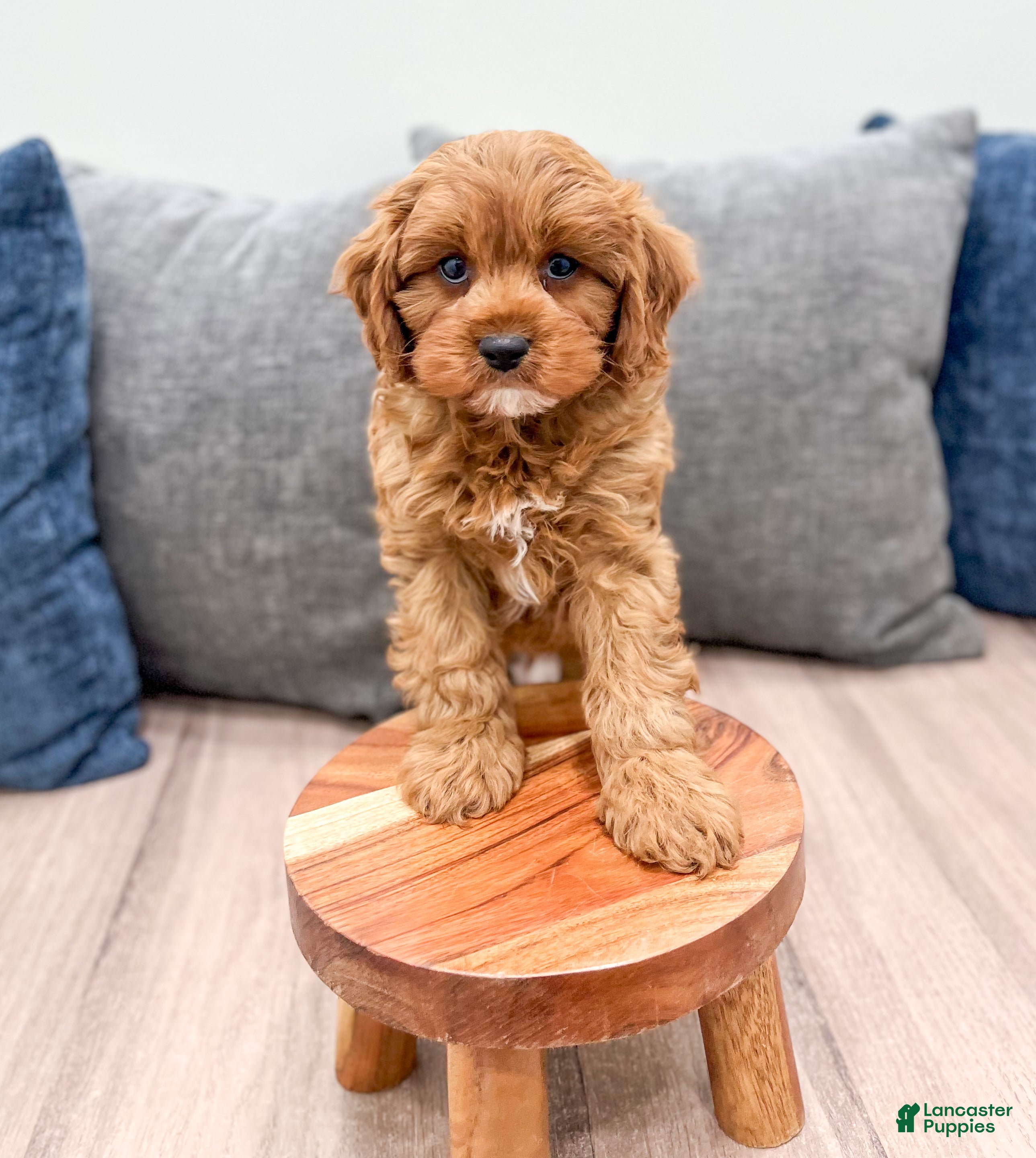 Cavapoo dogs Oakley - Ad 4