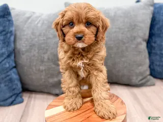 Cavapoo dogs Oakley - Ad 4