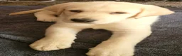 Labrador Retriever dogs for sale: Labrador Retriever 2 - Ad 10