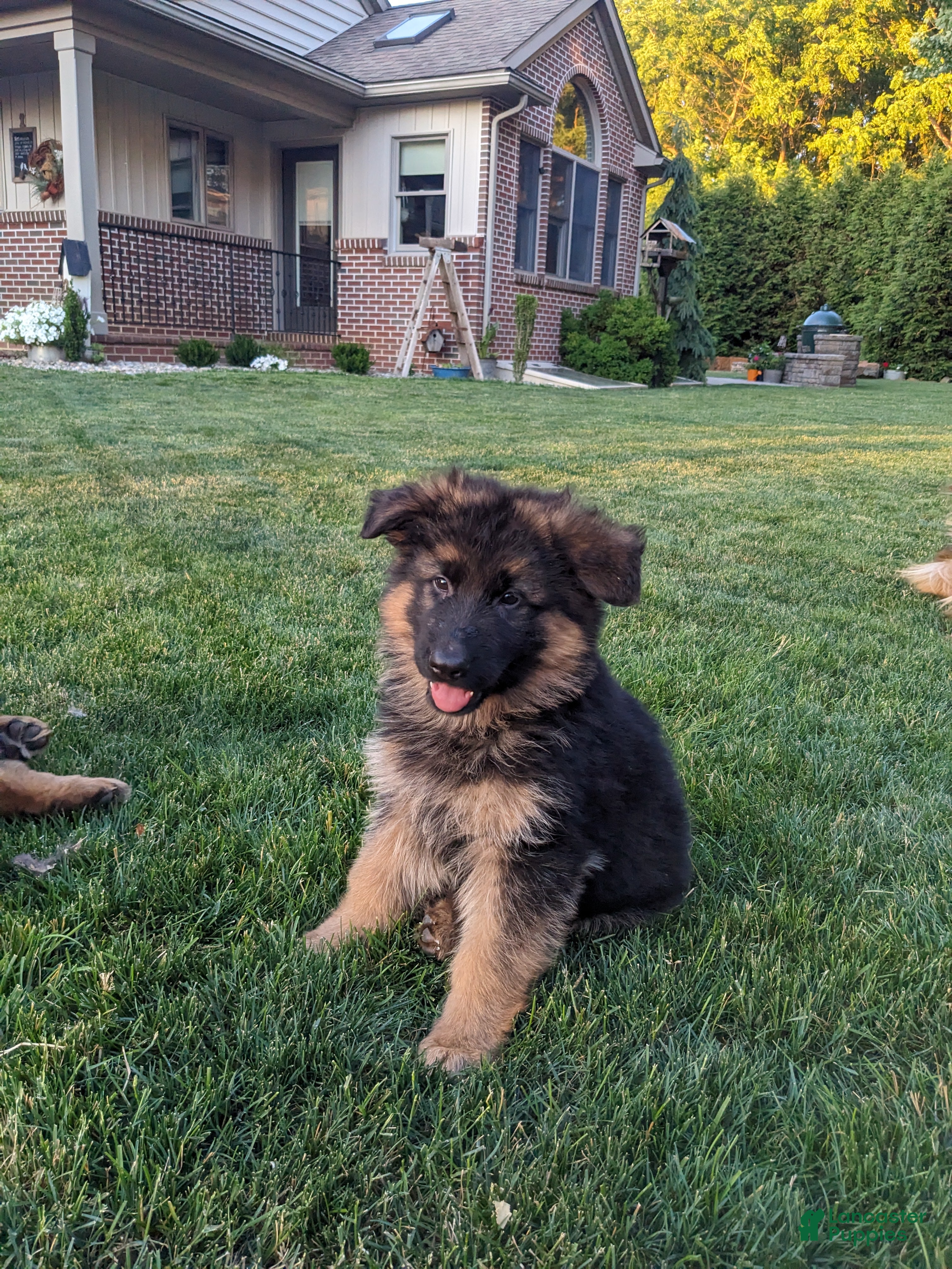 German Shepherd dogs German Shepherd 2 - Ad 1