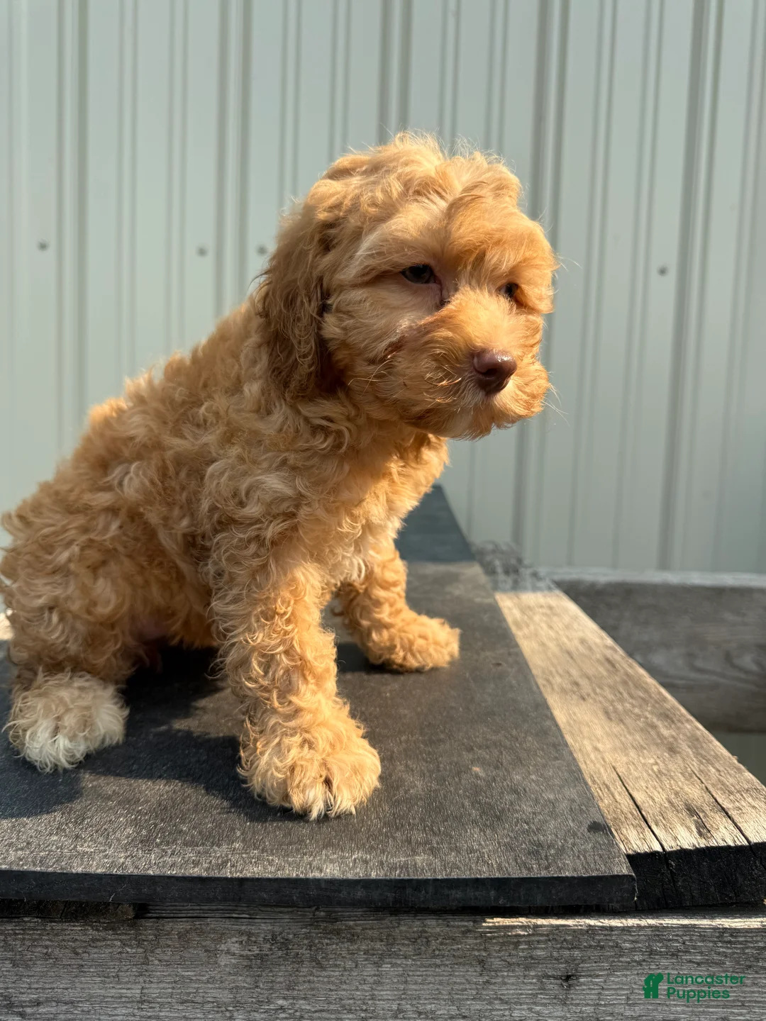 Cockapoo dogs for sale: Colleen - Ad 2