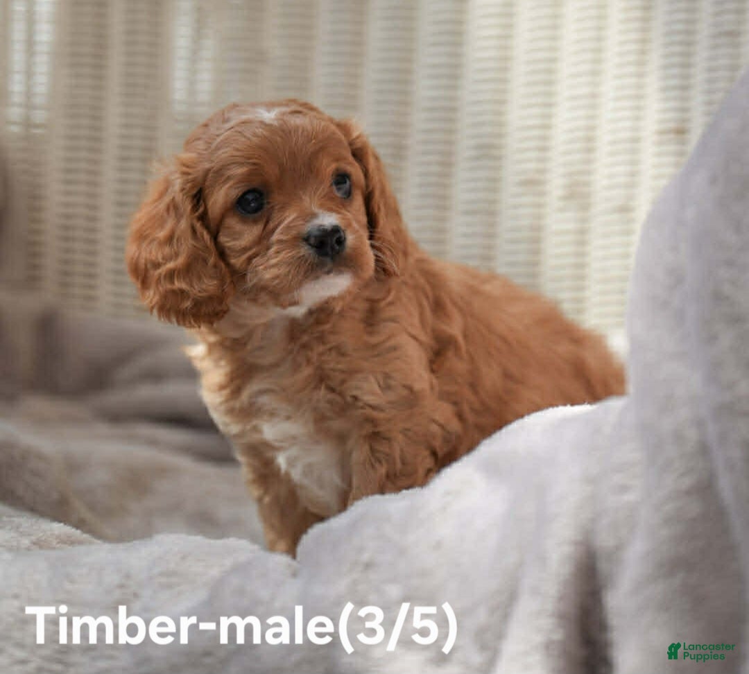 Cavapoo dogs TIMBER - Ad 6