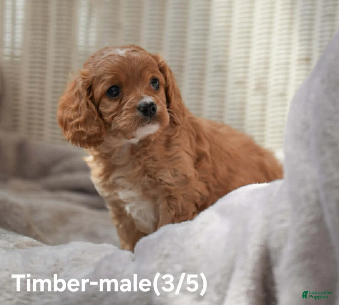 Cavapoo dogs for sale: TIMBER - Ad 1