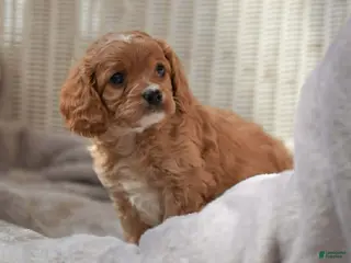 Cavapoo dogs TIMBER - Ad 6