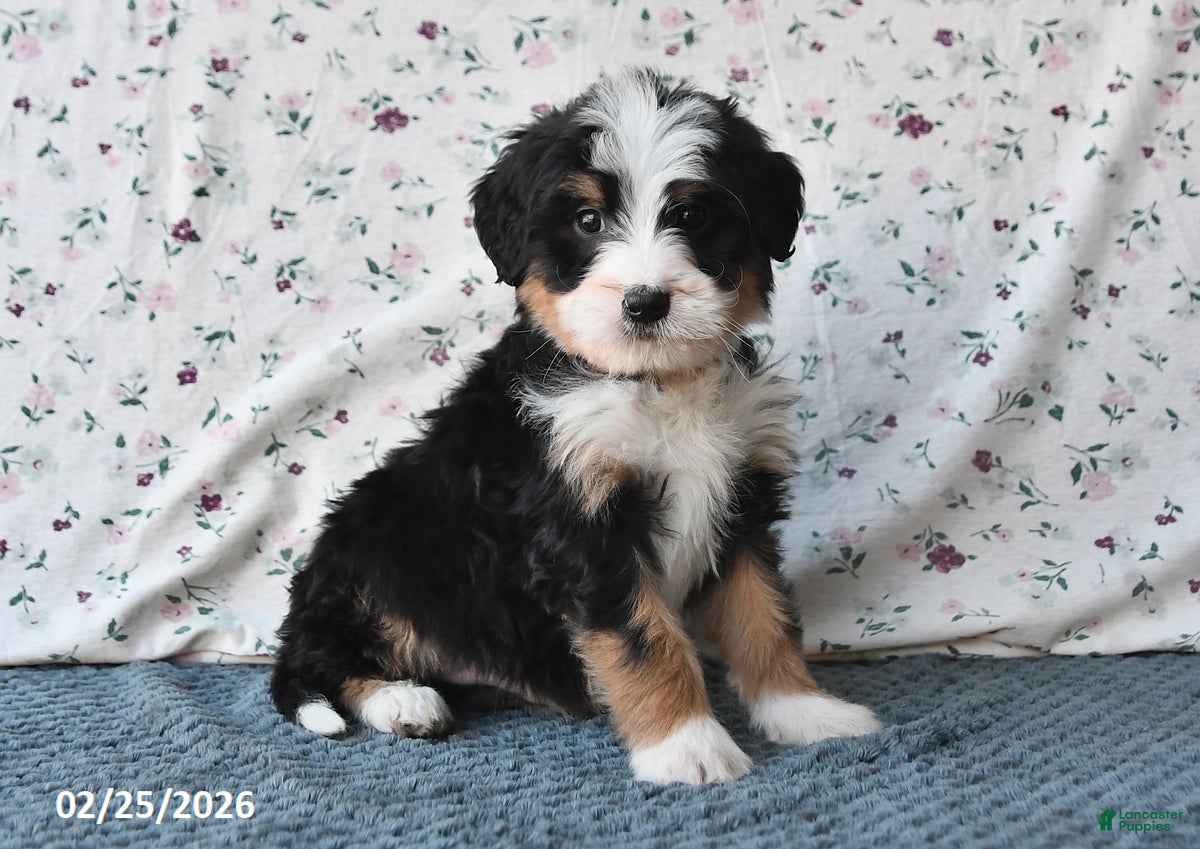 Bernedoodle dogs Boo - Ad 2