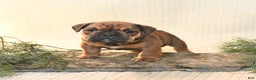English Bulldog dogs for sale: Noel - Ad 3