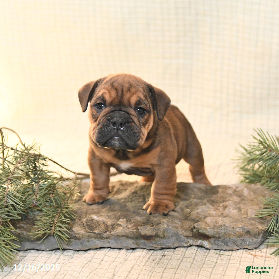 English Bulldog dogs for sale: Noel - Ad 3