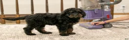 Bernedoodle dogs for sale: Olympic - Ready Now! - Ad 10