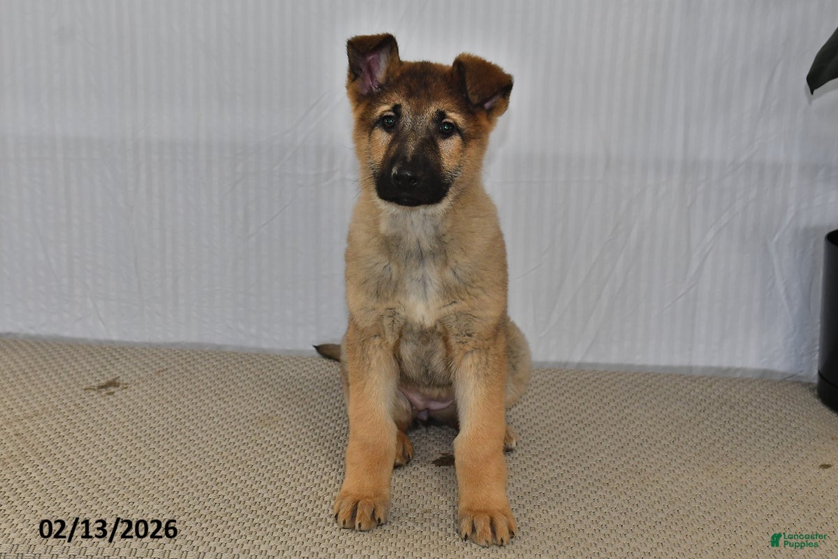 German Shepherd dogs Nova  - Ad 13