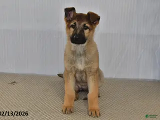 German Shepherd dogs Nova - Ad 13