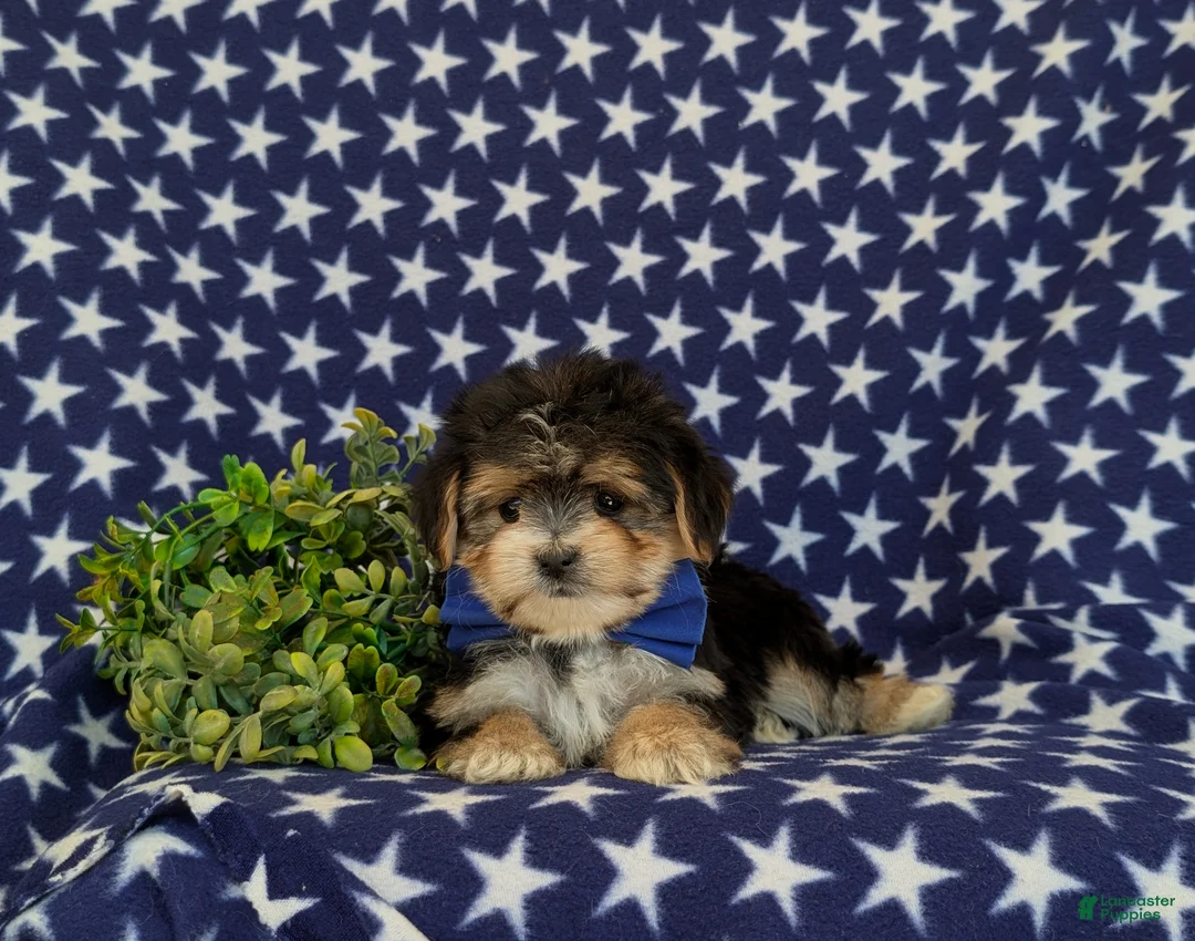 Morkie dogs for sale: Raleigh 6 lbs Full Grown - Ad 5
