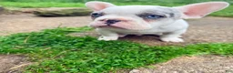 French Bulldog dogs for sale: Silvers Raleigh  - Ad 2