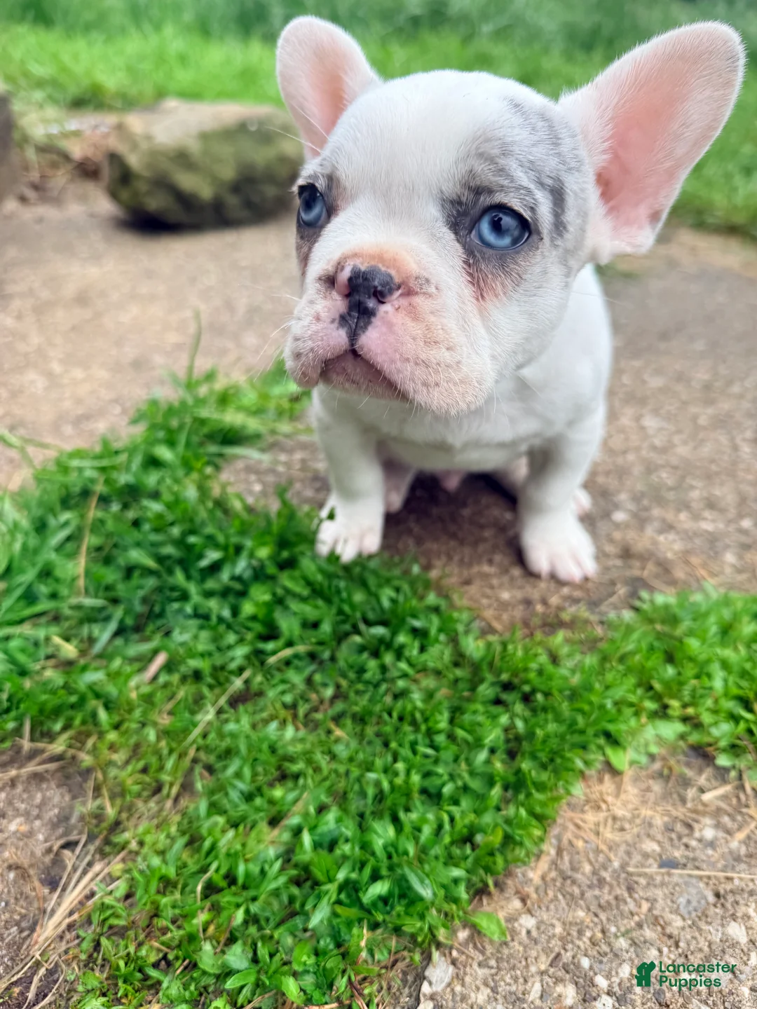 French Bulldog dogs for sale: Silvers Raleigh  - Ad 2