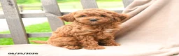 Cavapoo dogs for sale: Keegan - Ad 5