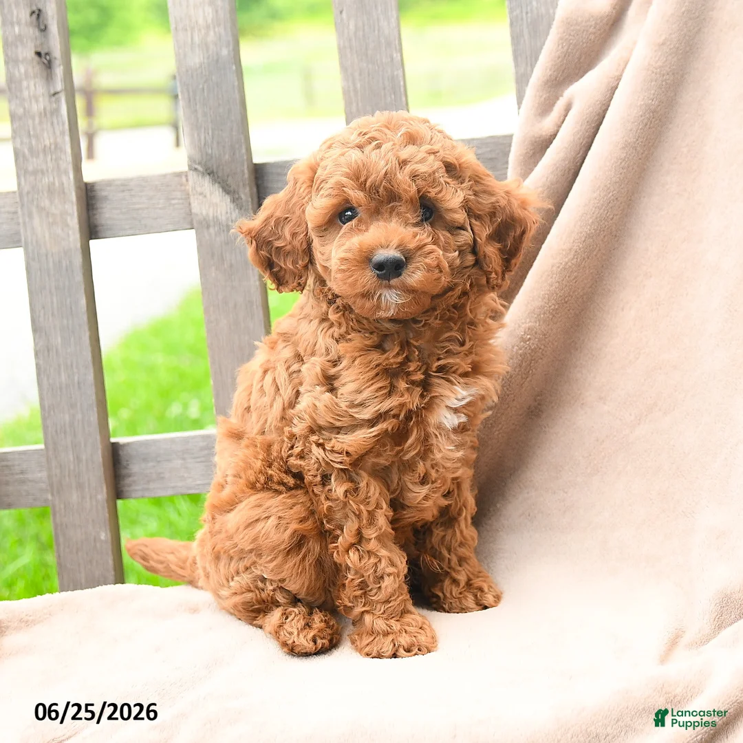 Cavapoo dogs for sale: Keegan - Ad 5