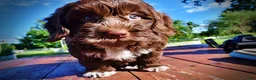 Havapoo dogs for sale: Coco - Ad 22
